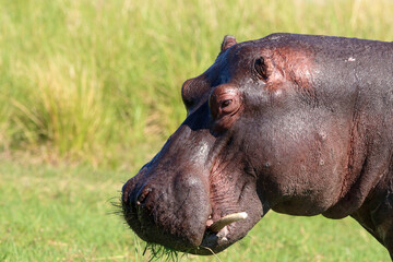 Hippo eating grass in Africa