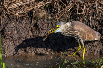 Bird of srilanka 