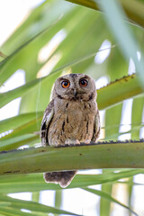 Bird of srilanka 
