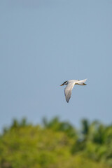 Bird of srilanka 