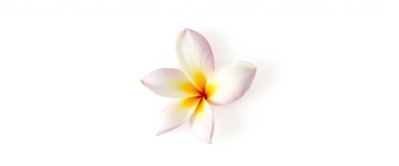 A single, pristine frangipani blossom, petals unfurled, set against a pure white backdrop, graphic, close-up