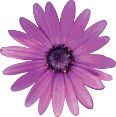 Single blooming head of pink African daisy vector isolated on white background.