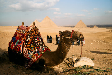 A majestic camel peacefully rests in the cool shade near Egypts iconic pyramids, under a bright...