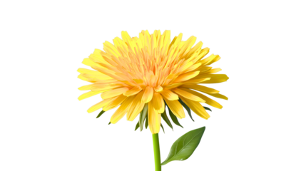 A classic yellow dandelion with a green stem, a dandelion flower of spring and summer with a classic yellow bloom, a natural plant, dandelion, transparent.