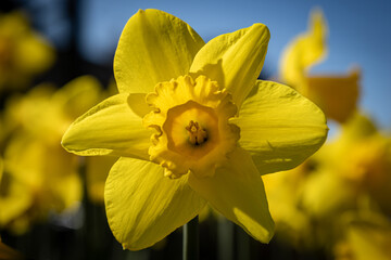 A close up of a daffodil in bloom in springtime, with a shallow depth of field