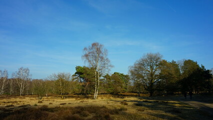 Obraz premium Landschaft im Naturschutzgebiet Wahner Heide