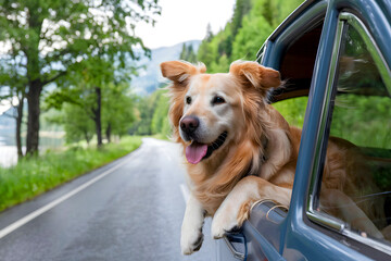 A dog sticks his head out of the car window. The air is fresh and the wind is cool. He is happy to travel