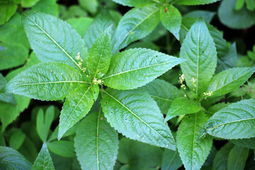 In the spring, Mercurialis perennis grows in the forest