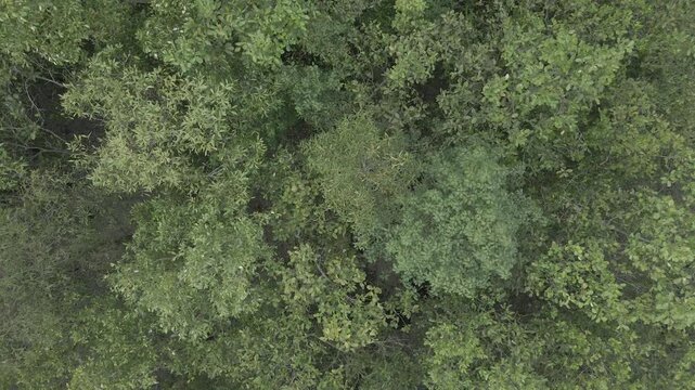 Sundarban Mangrove Wild Honey Farming Drone 4k Dlog West Bengal, India