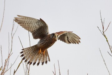 Kestrel (Falco tinunculus) in the hover looking for food.