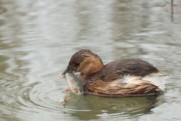 Little Grebe (Tachybaptus ruficollis) with a meal of Perch.