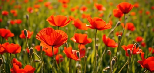 Fototapeta premium Vibrant red poppies in a sunlit field, delicate petals, fresh dew, beautiful, stem, floral