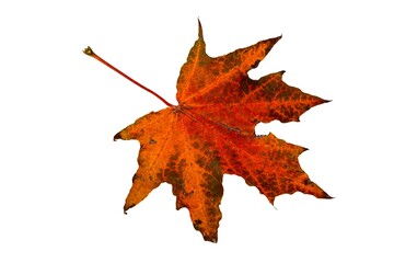 Silhouette of autumn maple leaf on white background