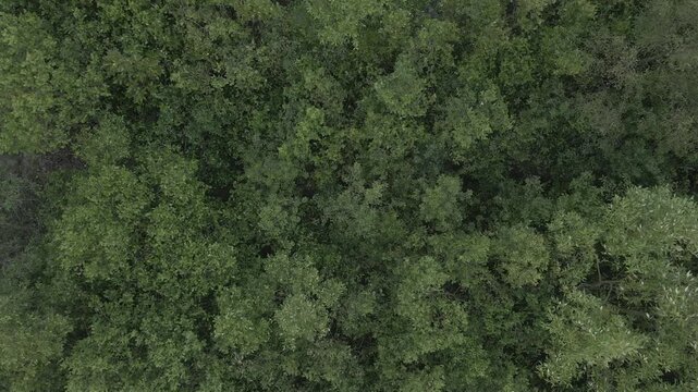 Sundarban Mangrove Wild Honey Farming Drone 4k Dlog West Bengal, India