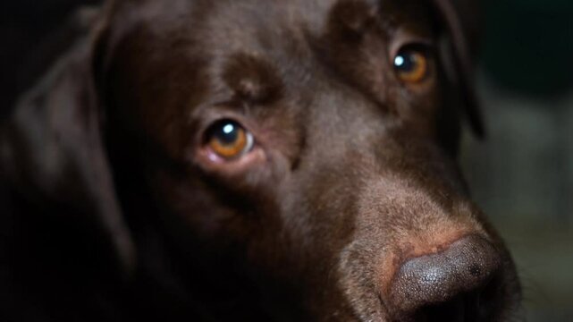 Closeup of a labrator dog face looking at camera