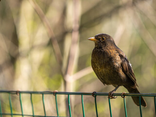 Female blackbird on a fence