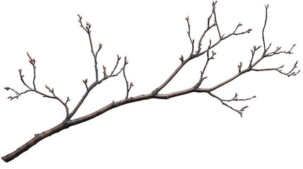 Fototapeta premium Winter Twig Branch Detail