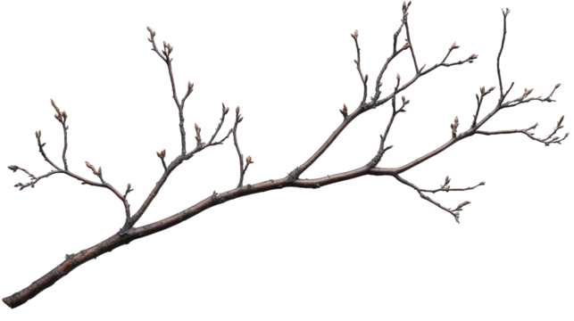 Winter Twig Branch Detail
