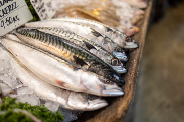 Fresh mackerel fish displayed on ice at a seafood market stall