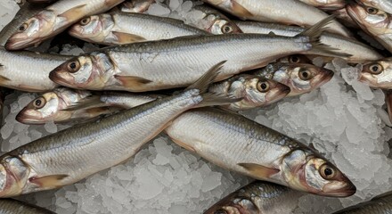 Obraz premium Alewife Fish on Ice Supermarket Display - Fresh alewife fish on ice, symbolizing freshness, healthy eating, seafood market, cold storage, and abundance.