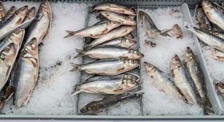 Obraz premium American Shad on Ice at Supermarket - Fresh American shad, glistening silver scales, nestled on a bed of ice. Symbolizing freshness, wholesomeness, healthy eating, sustainability