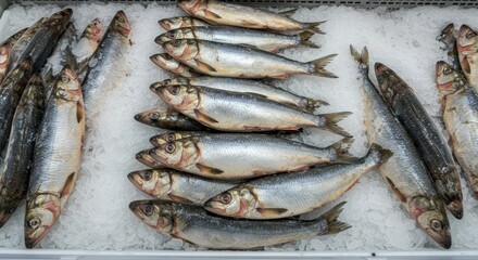 Obraz premium American Shad on Ice at Supermarket - Fresh American shad, glistening with ice, displayed in a supermarket. Represents freshness, healthy eating, seafood, market, and abundance.