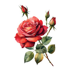 Fototapeta premium Watercolor red roses flowers, symbol of love, wedding, purity, vector illustration.