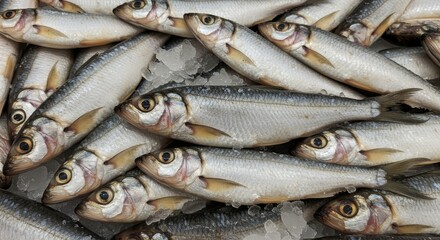 Obraz premium Fresh Alewife Fish on Ice at Supermarket - A pile of fresh alewife fish, glistening with ice, is displayed in a supermarket setting. The image conveys freshness, abundance, healthy eating