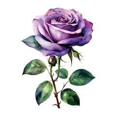 Fototapeta premium Watercolor purple roses flowers, symbol of love, wedding, purity, vector illustration.