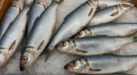 Fototapeta premium Fresh Cisco Lake Herring on Ice - Freshwater fish, glistening scales, icy cold, market display, healthy seafood.