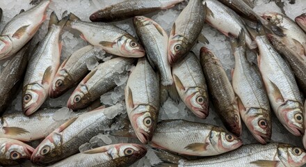 Obraz premium Fresh Fathead Minnows on Ice at Supermarket - Fresh, icy cold fathead minnows, ready for sale, symbolize freshness, quality, abundance, food source, and healthy eating.