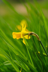 A Brilliantly Vibrant Yellow Daffodil Blooming Among Flourishing Lush Green Grass