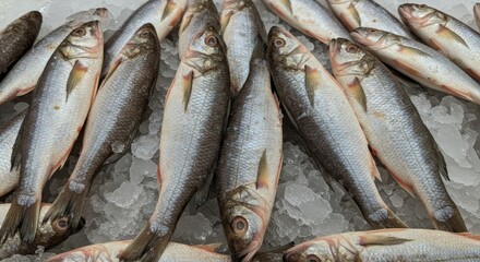 Obraz premium Fresh Gizzard Shad on Ice at Supermarket - Icy fresh Gizzard Shad, glistening scales, supermarket display, healthy seafood, culinary delight.