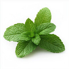 mint leaves, Isolated on white Background.