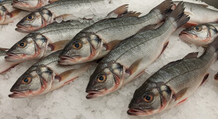 Obraz premium Fresh Rock Bass on Ice at Supermarket - Fresh, icy rock bass displayed in a supermarket. Represents freshness, quality, seafood, healthy eating, and market abundance.