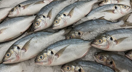 Obraz premium Fresh Shortnose Gar on Ice at Supermarket - Frozen fish, fresh seafood, market display, cold storage, culinary ingredients. Symbolizing freshness, abundance, healthy eating, market commerce