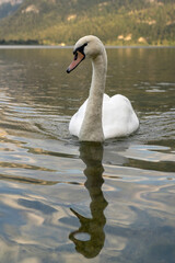Obraz premium Swan swimming on Hallstatt lake surrounded by mountains, sunset, Austria