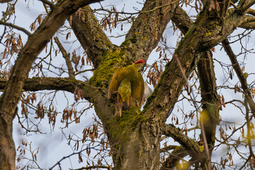 A Woodpecker perched on a Tree Branch in its Natural Habitat of the Forest Ecosystem