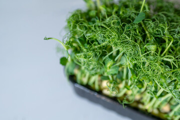 Fresh green pea microgreens in a black plastic tray on a light background. Healthy organic sprouts for salads, smoothies, and vegan meals. Macro close-up