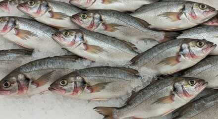 Obraz premium Fresh Warmouth on Ice at the Supermarket - A pile of fresh, iced warmouth fish at a supermarket. Concept: freshness, seafood, market, healthy eating, abundance.