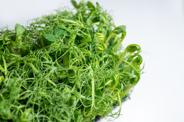 Fresh pea microgreens with dewdrops on delicate tendrils, placed on a light background. A vibrant and healthy ingredient rich in vitamins for salads, smoothies, and gourmet dishes