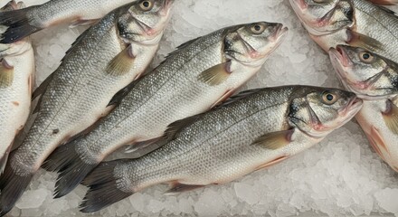 Obraz premium Fresh White Sea Bass on Ice at Supermarket - Fresh, icy cold sea bass, ready for purchase, symbolizes freshness, healthy eating, delicious seafood, market abundance, and culinary delights.