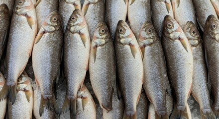Obraz premium Frozen Gizzard Shad at Supermarket - Fresh frozen gizzard shad, icy cold, supermarket display, healthy seafood, culinary ingredient. Represents freshness, abundance, nutrition, winter, and food.