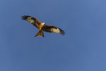 Red Kite in Flight Against Sky