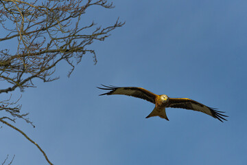 Red Kite Flying Against Sky