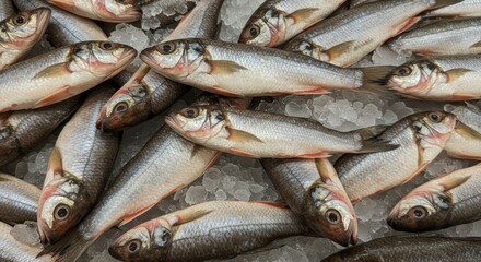 Obraz premium Gizzard Shad on Ice Supermarket Stock - Fresh gizzard shad, iced, supermarket display, healthy seafood, food market. Symbolising freshness, abundance, nutrition, commerce, and the natural world.