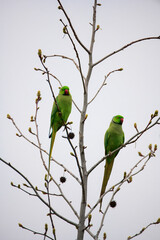 Rose-ringed parakeet perched on a bare tree A green rose-ringed parakeet sits on a thin branch of a leafless tree,