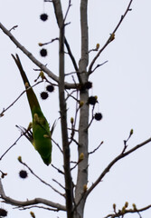 Rose-ringed parakeet perched on a bare tree A green rose-ringed parakeet sits on a thin branch of a leafless tree,