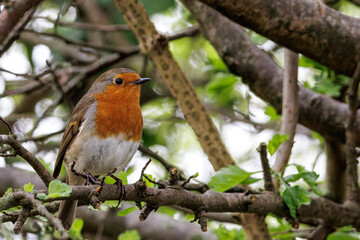 Robin On A Branch