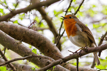 Fototapeta premium Robin Singing In a Tree